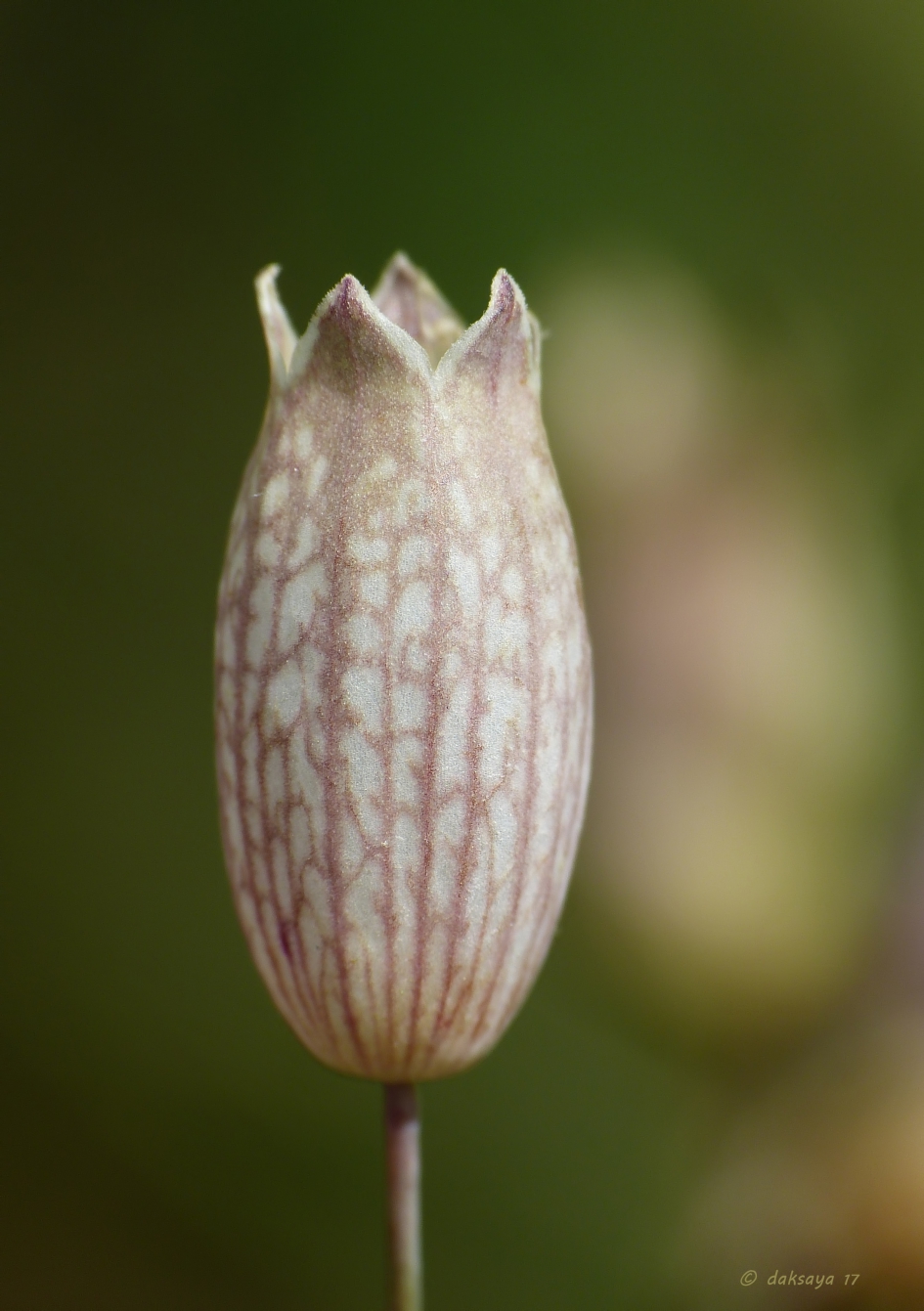 Blaassilene - Planten - Blaassilene