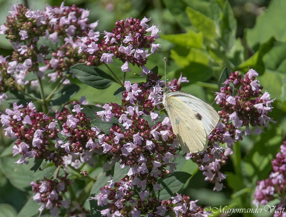 Geaderd witje - Zoogdieren - Geaderd witje