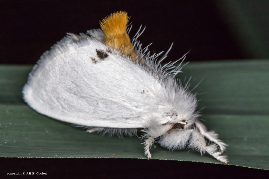 Gebarentaal - Geleedpotigen - Donsvlinder