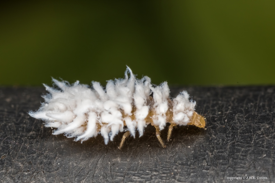 Gecamoufleerde larve - Geleedpotigen - Larve