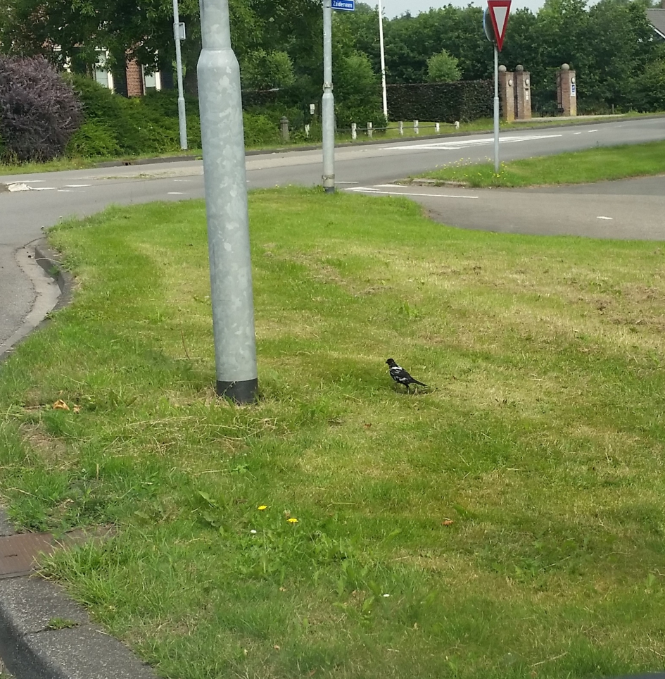 gedeeltelijk albino? Merel of wat is dit voor vogel? - Vogels - Merel?