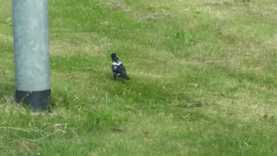 Gedeeltelijk albinovogel? - Vogels - Merel