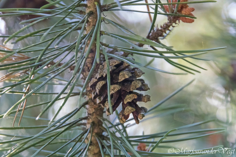 Geen appeltje voor de dorst - Planten - Dennenappel