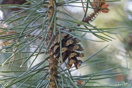 Geen appeltje voor de dorst