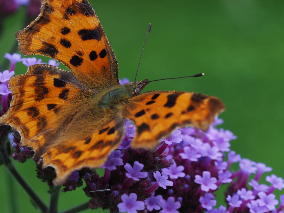 Gehakkelde aurelia - Geleedpotigen - 