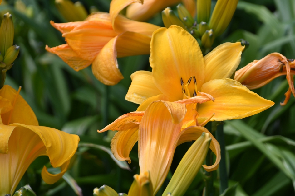 Gele lelies - Planten - 