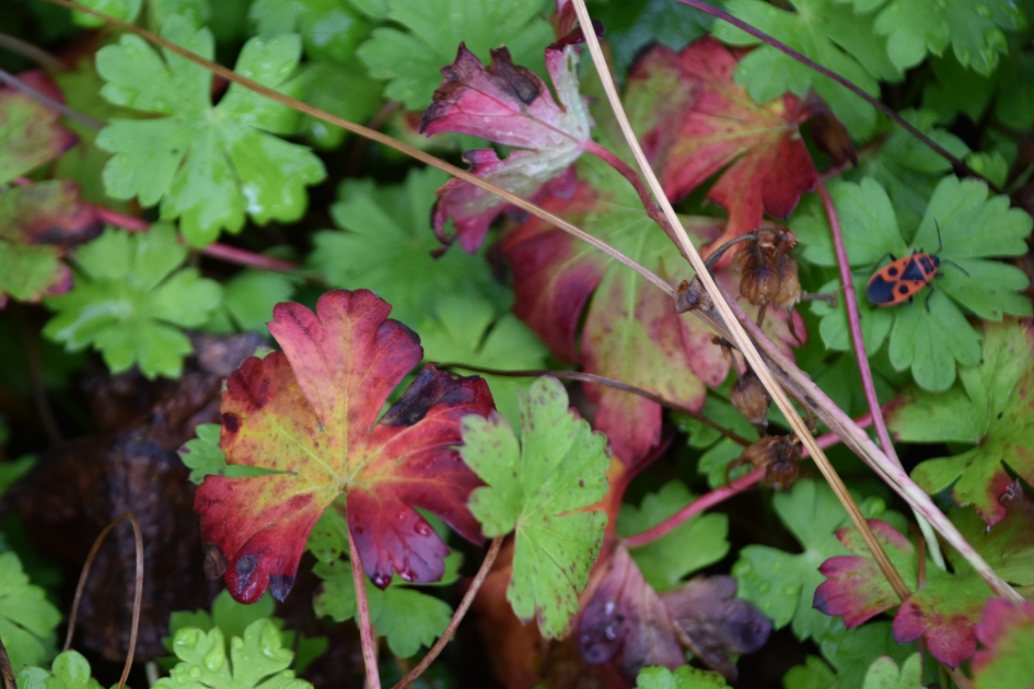 Gekleurd blad.. - Planten - 