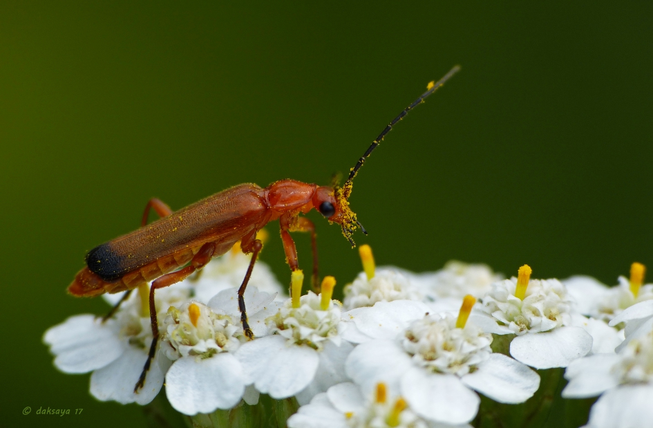 Gelukkig geen last van hooikoorts - Geleedpotigen - Kleine rode weekschildkever