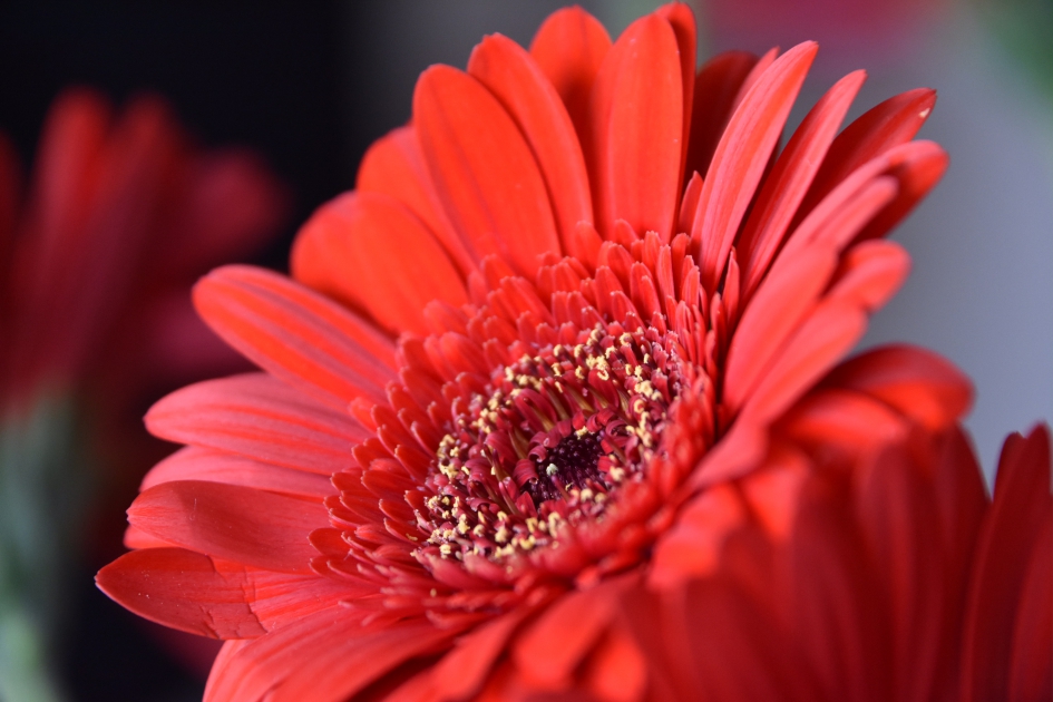 Gerbera - Planten - 