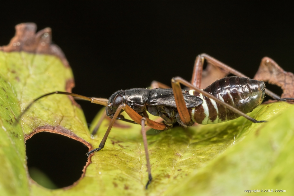 Geribde prachtblindwants - Geleedpotigen - Geribde prachtblindwants