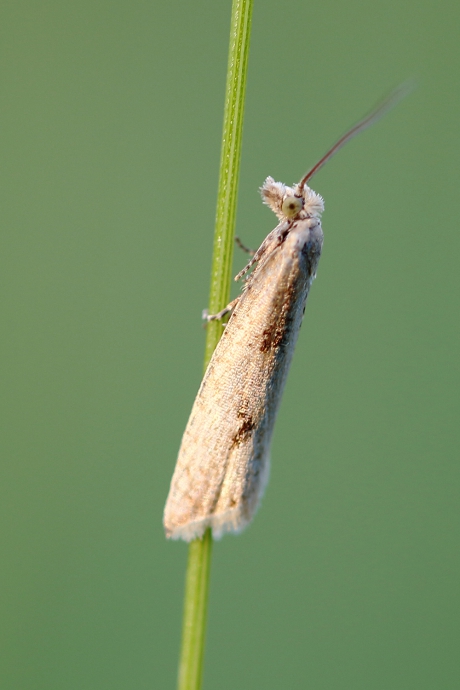 gewone biesbladroller