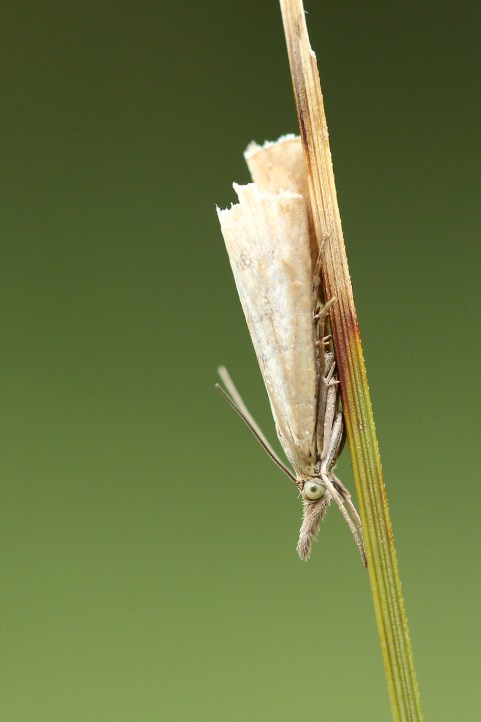 gewone grasmot - Geleedpotigen - 