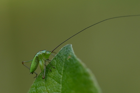 gewoon spitskopje -nimf- maakt diepe buiging