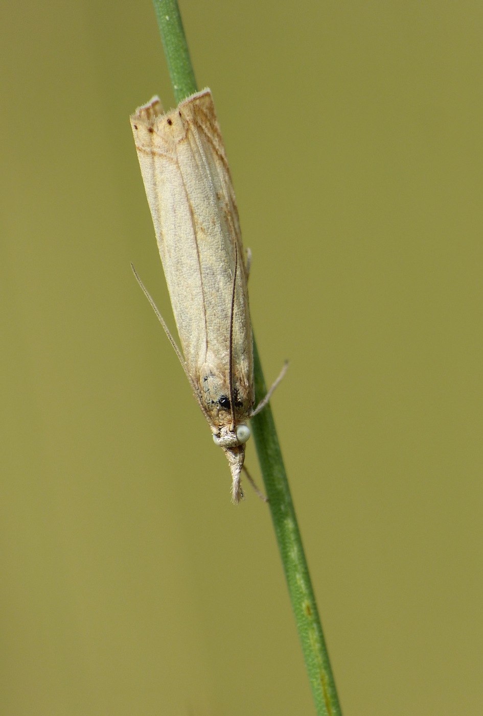 Grasmot - Geleedpotigen - 