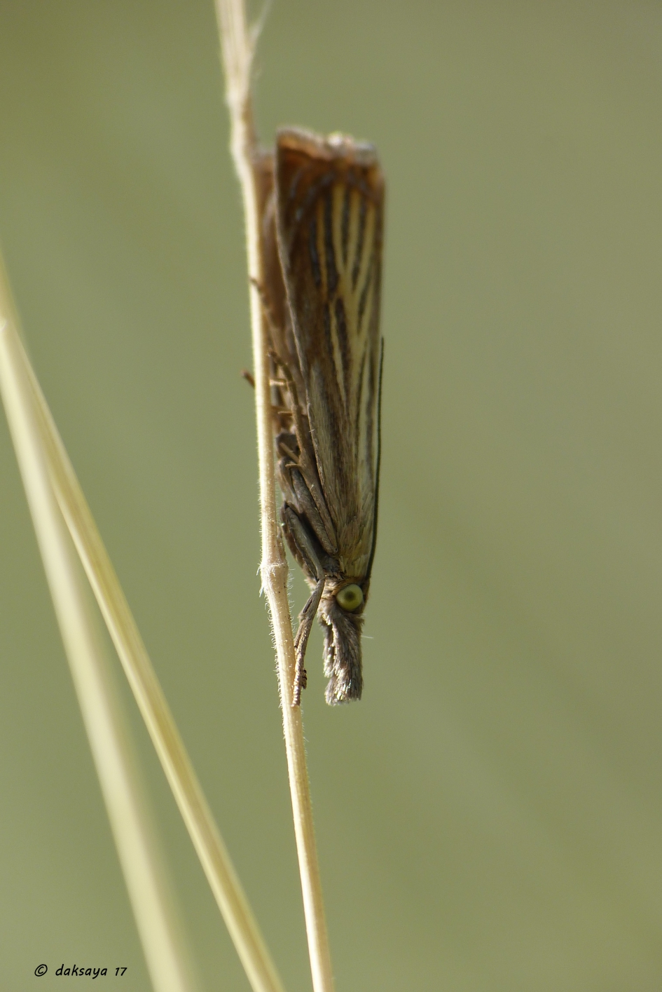 Grasmot - Geleedpotigen - 