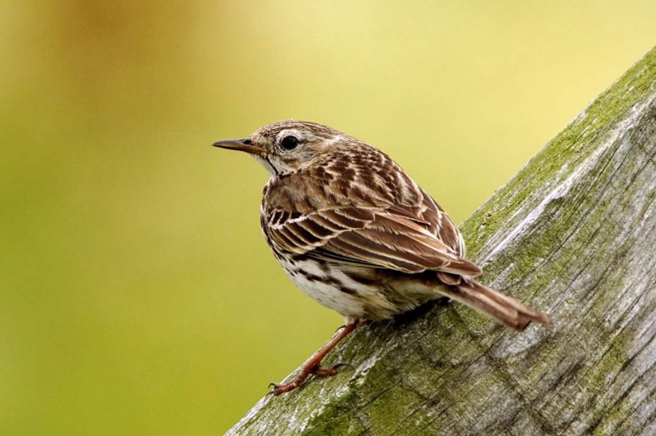 Graspieper - Vogels - Graspieper