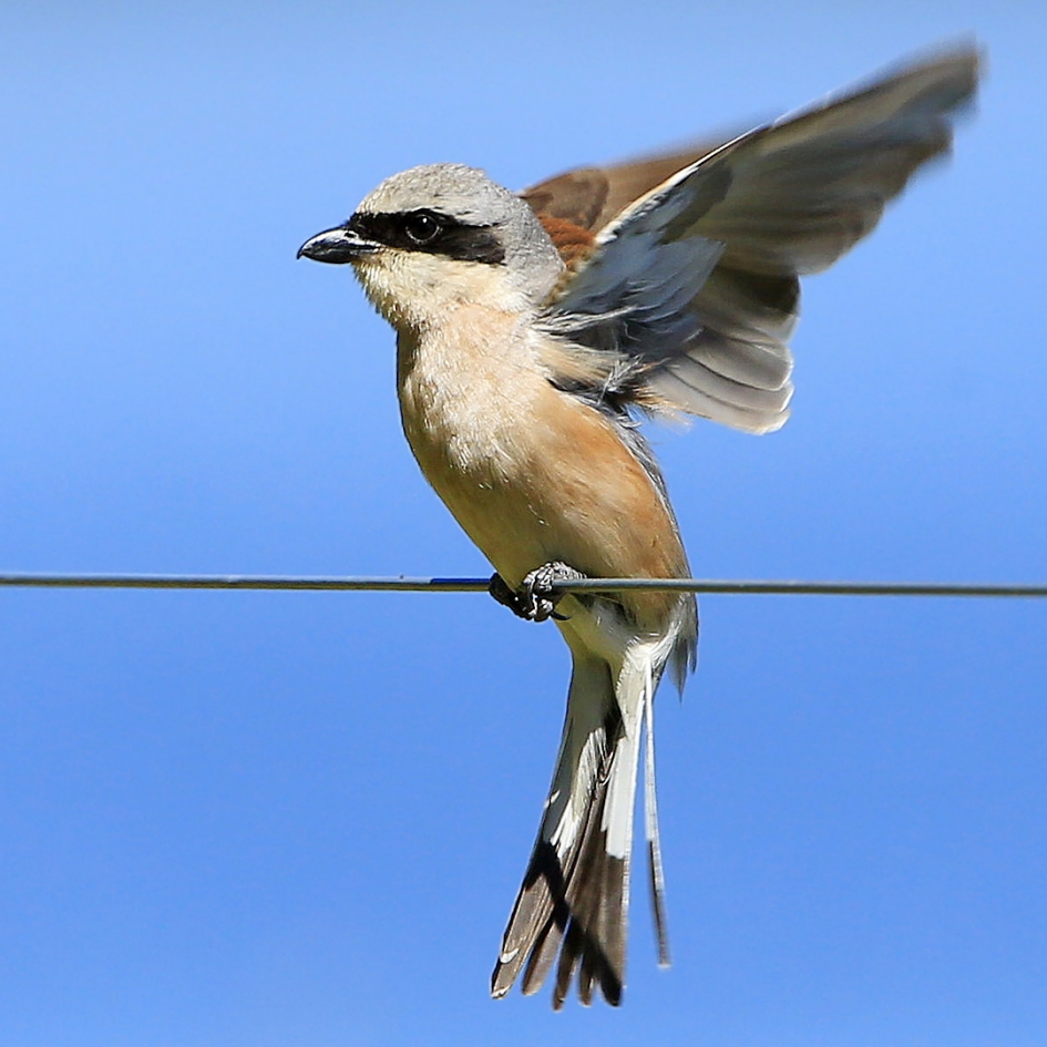Grauw in 't blauw - Vogels - Grauwe Klauwier