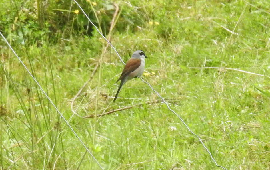 Grauwe klauwier - Vogels - Grauwe klauwier