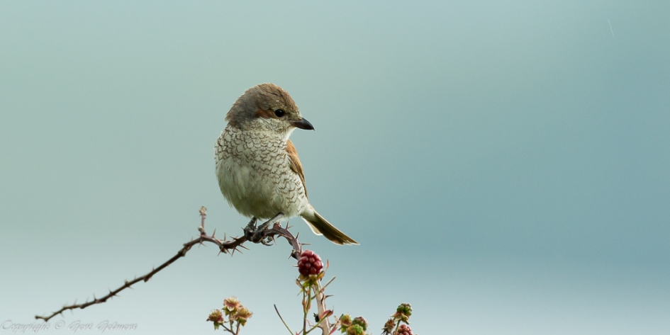 Grauwe klauwiervrouw op de uitkijkpost. - Vogels - Grauwe klauwier