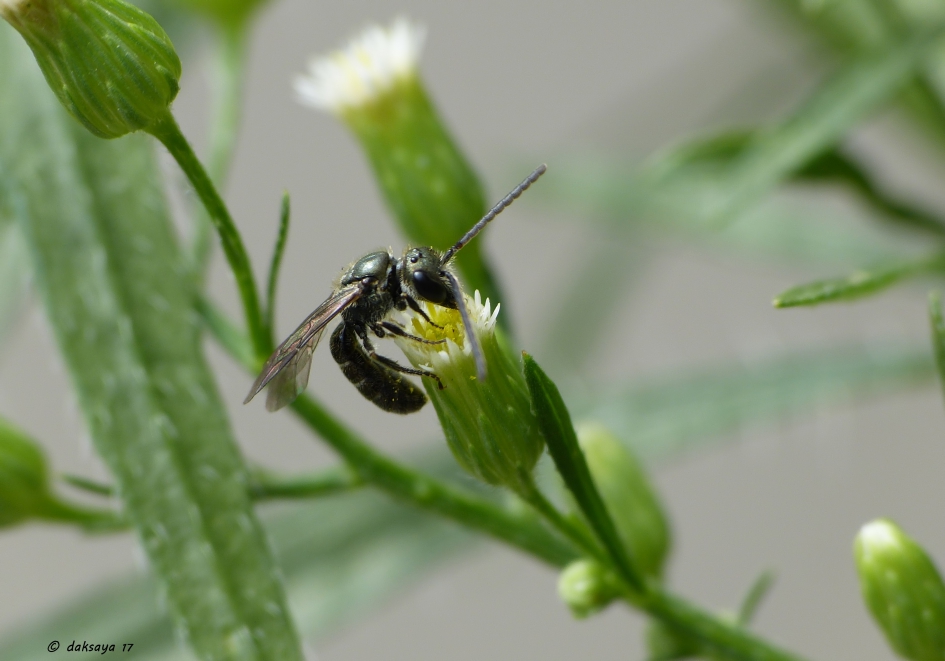 Zandbij - Geleedpotigen - 