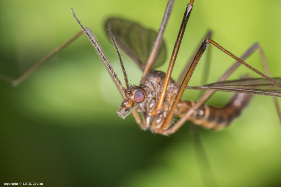 Groen..... - Geleedpotigen - Langpootmug
