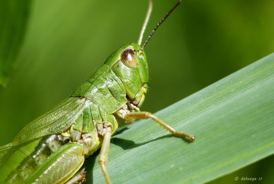 Groen - Geleedpotigen - 