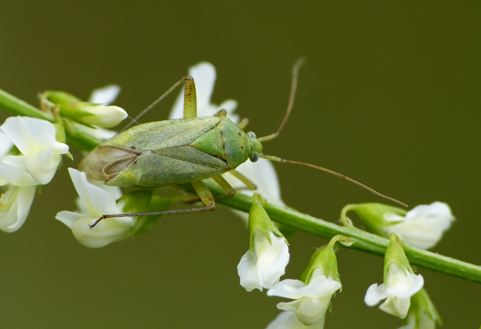 Groen op groen - Geleedpotigen - 