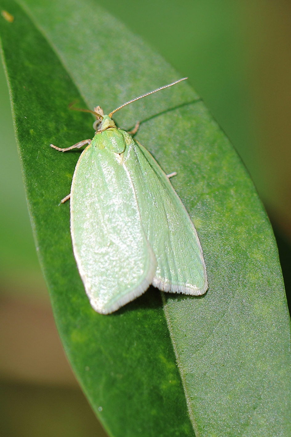 groene eikenbladroller - Geleedpotigen - 