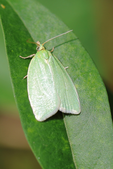 groene eikenbladroller