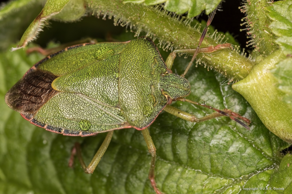Groene stinkwants - Geleedpotigen - Groene stinkwants