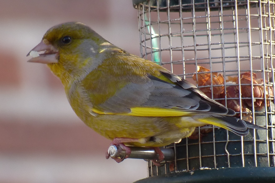 groenling - Vogels - groenling