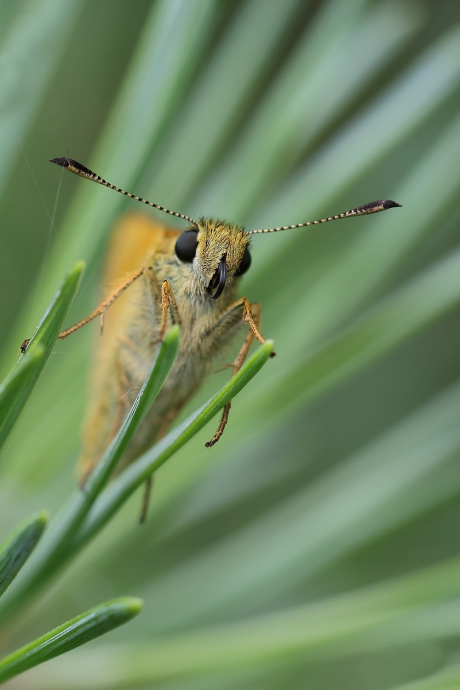 groot dikkopje -met ouderwetse dropveter-