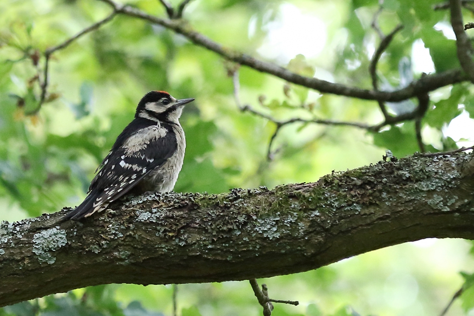 grote bonte specht -juveniel- - Vogels - 
