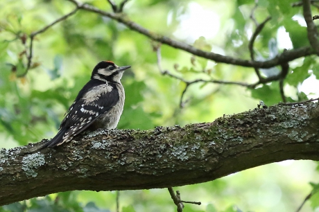 grote bonte specht -juveniel-