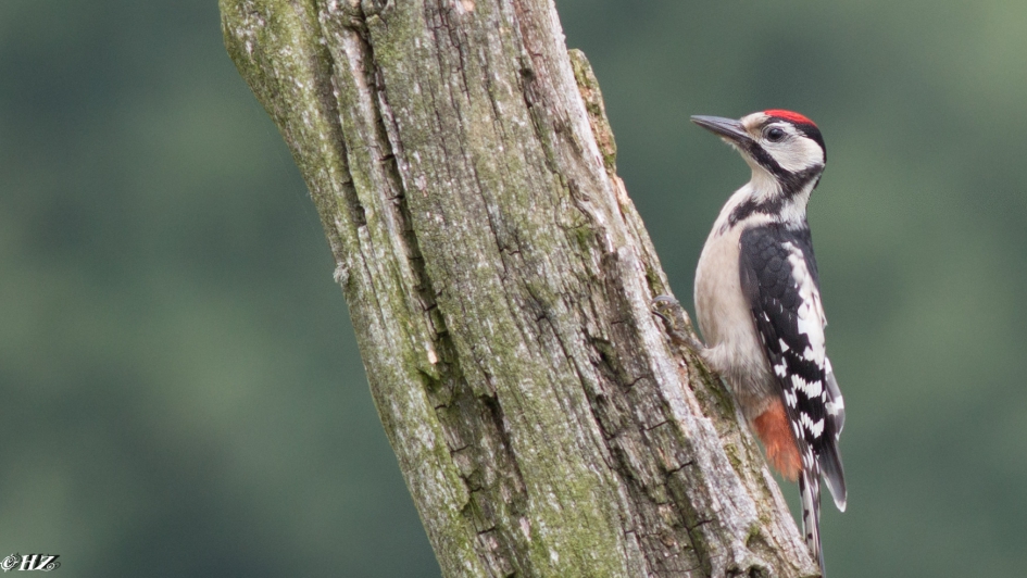 Grote Bonte Specht juveniel - Vogels - Grote Bonte Specht juvenie