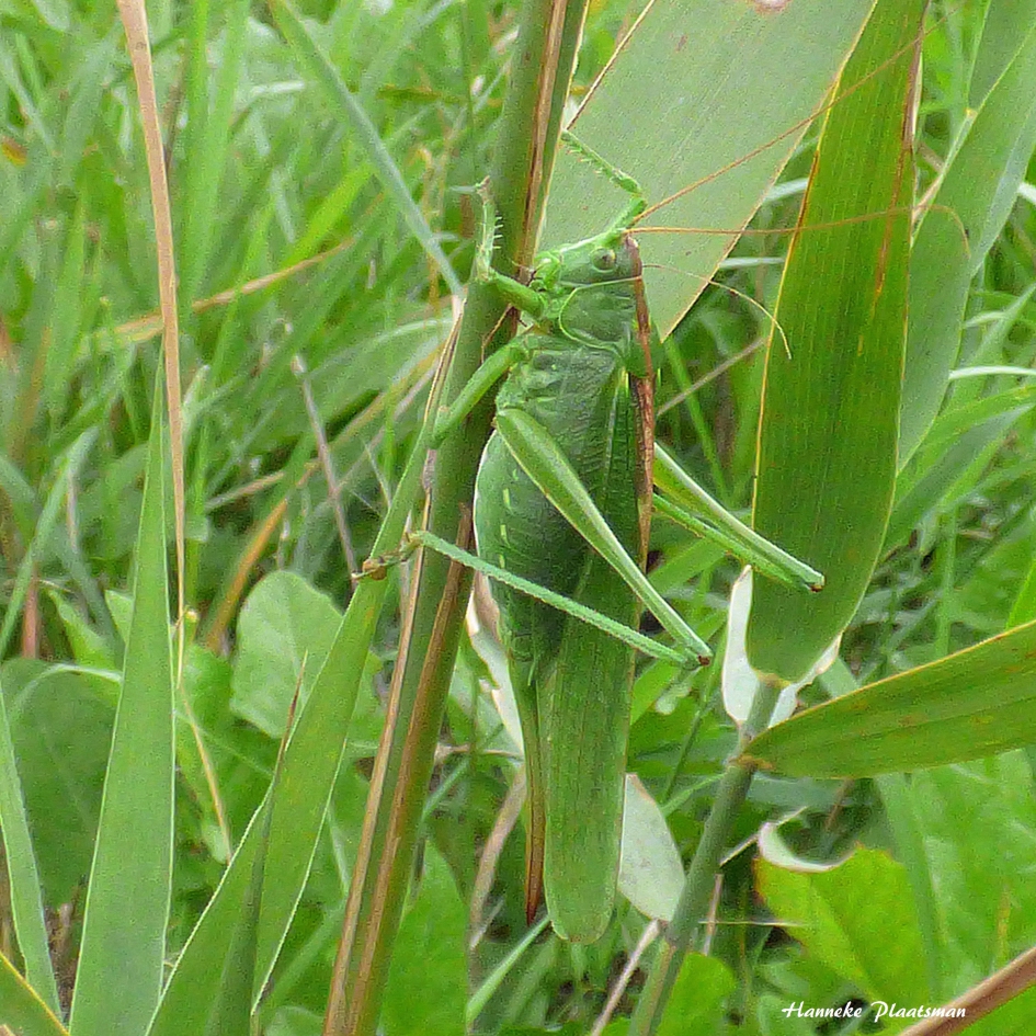 Grote groene sabelsprinkhaan - Geleedpotigen - Grote groene sabelsprinkhaan