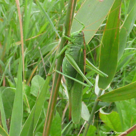 Grote groene sabelsprinkhaan
