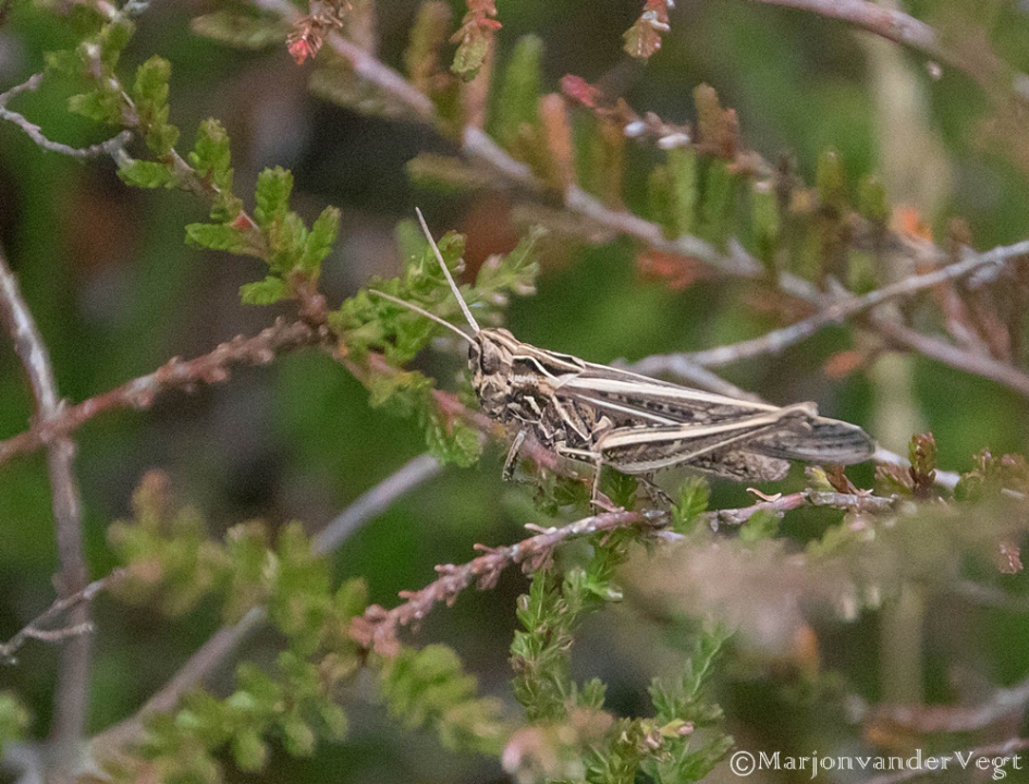 Grote jongen - Geleedpotigen - Sprinkhaan