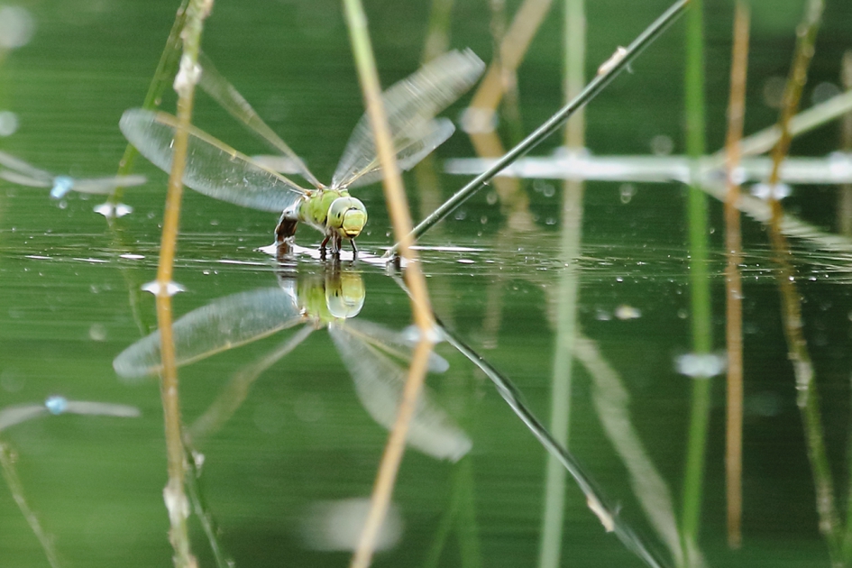 grote keizerlibel -v- - Geleedpotigen - 