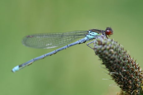 grote roodoogjuffer -m-