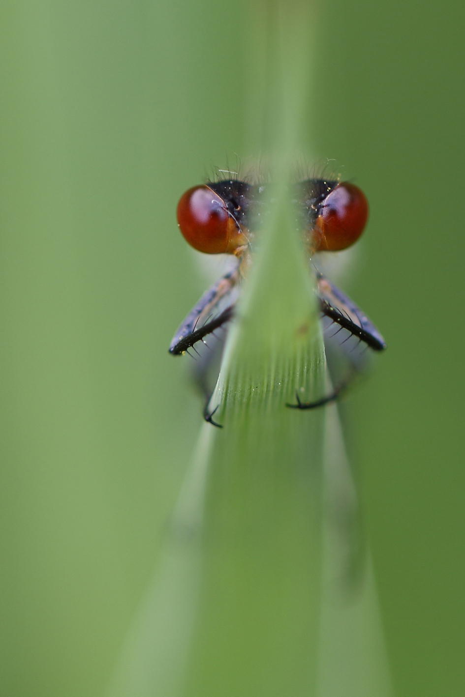 grote roodoogjuffer -m- - Geleedpotigen - 
