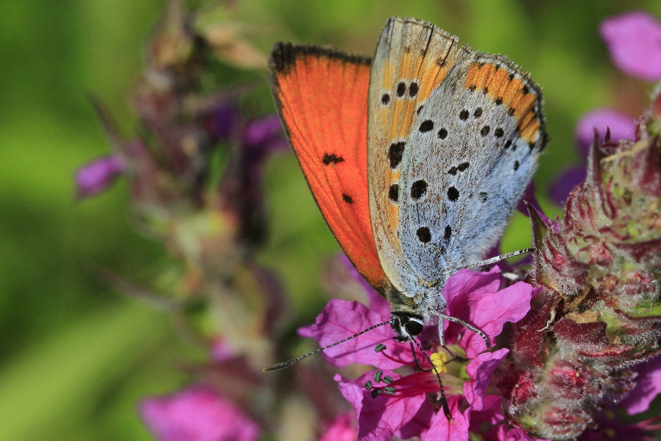 Grote Vuurvlinder - Overig - Grote Vuurvlinder