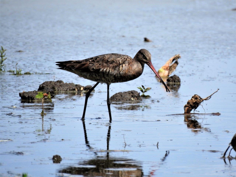 Grutto - Vogels - Grutto