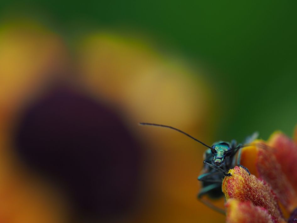 Hangplek - Geleedpotigen - 