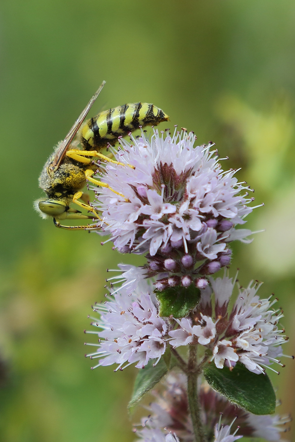 harkwesp - Geleedpotigen - 