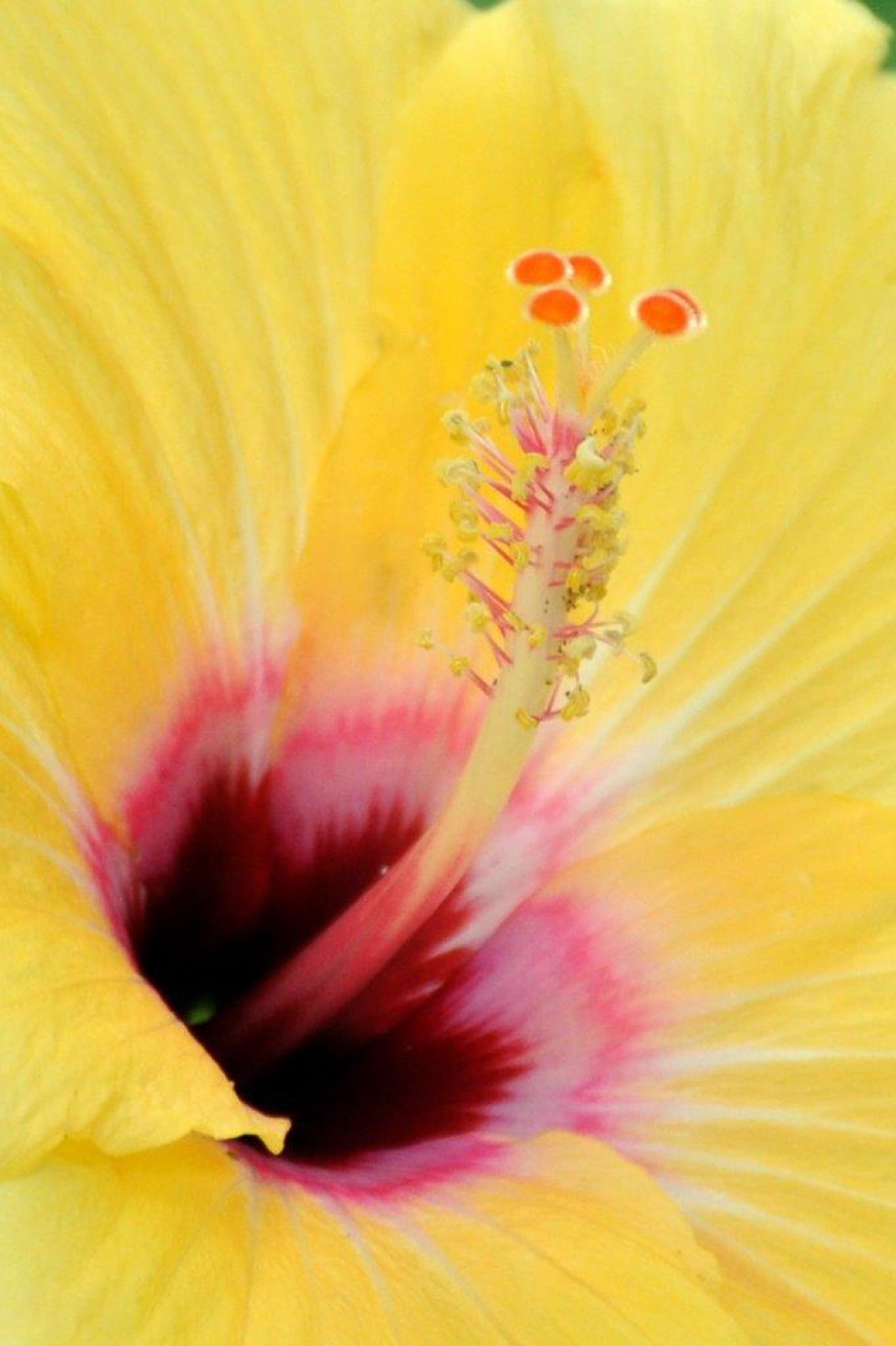 Hart van de hibiscus - Planten - 