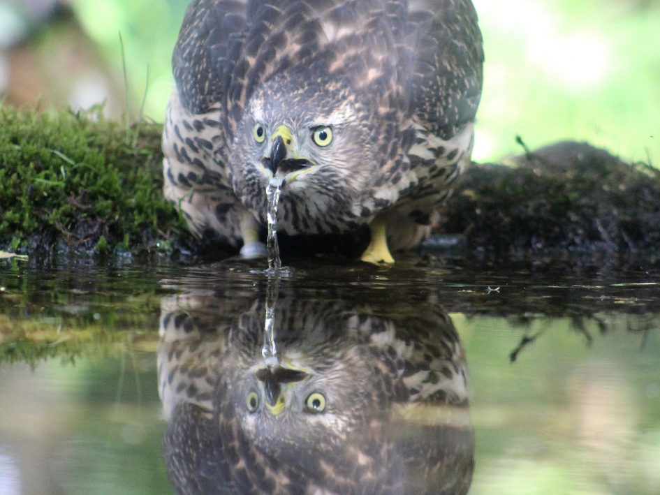 havik drinkt - Vogels - 