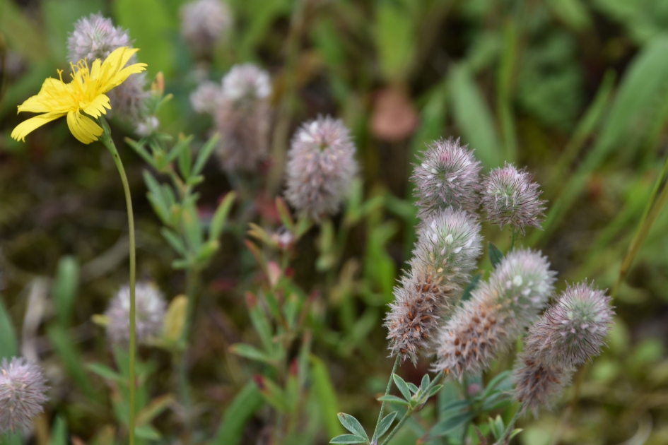 Hazepootjes - Planten - 