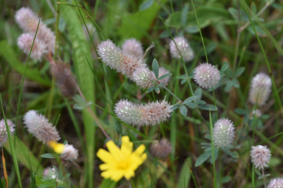 Hazepootjes - Planten - 