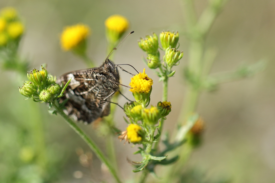 heivlinder - Geleedpotigen - 
